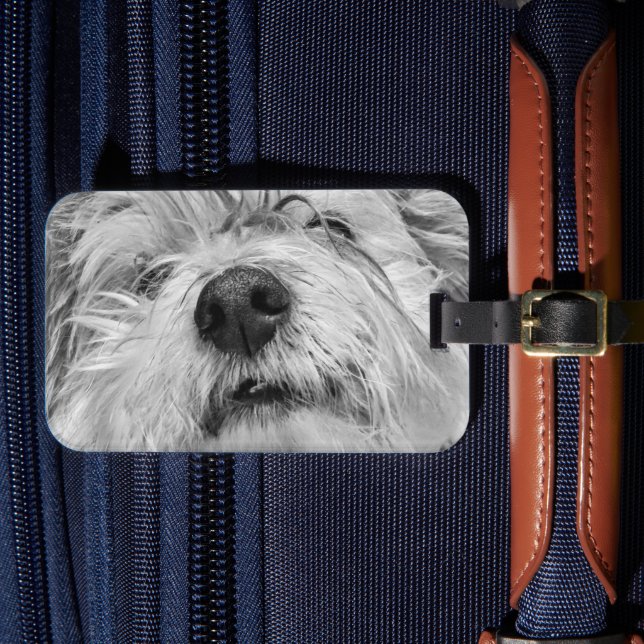 Coton de Tulear hund Bagagebricka (Framsida Insitu 4)