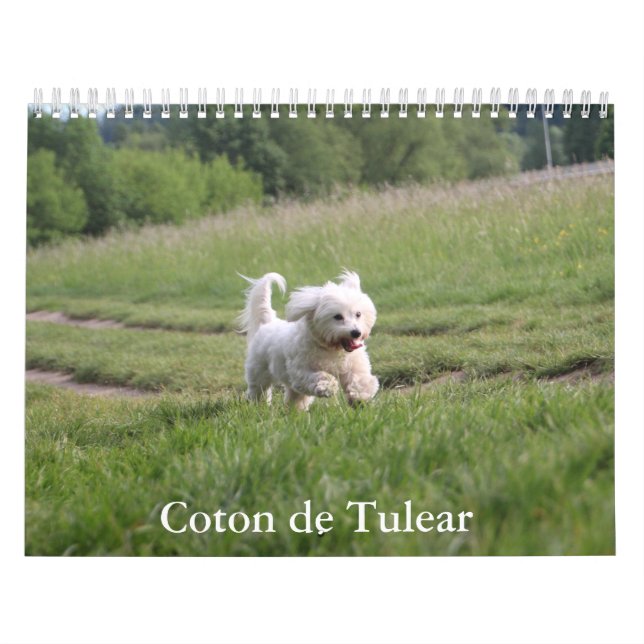 Coton de Tulear Hund Calendar Kalender (Omslag)