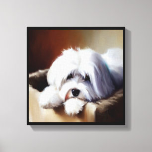 Coton de Tulear Hund Canvastryck