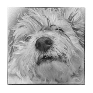 Coton de Tulear hund Kakelplatta