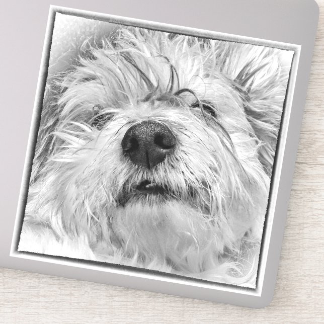 Coton de Tulear hund Klistermärken (Detalj)