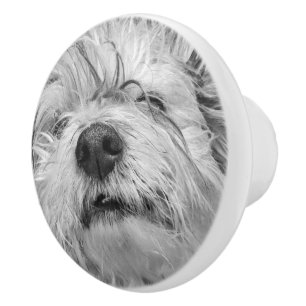 Coton de Tulear hund Knopp