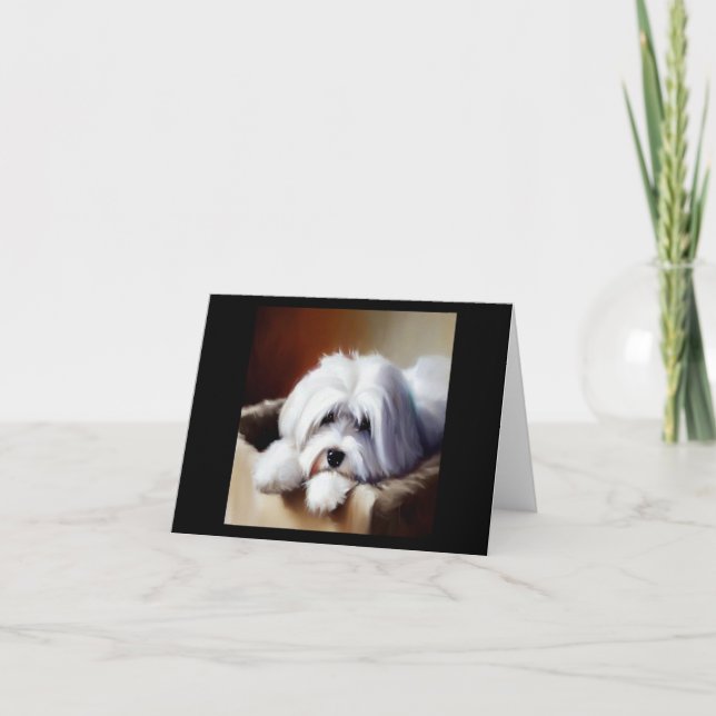 Coton de Tulear Hund Kort (Framsida)