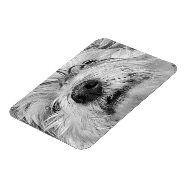 Coton de Tulear hund Magnet (Vänstra Sidan)