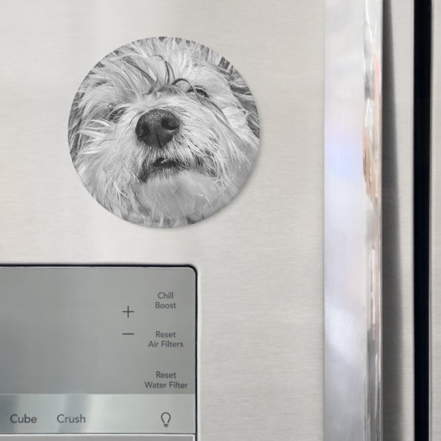 Coton de Tulear hund Magnet (In Situ (Fridge))