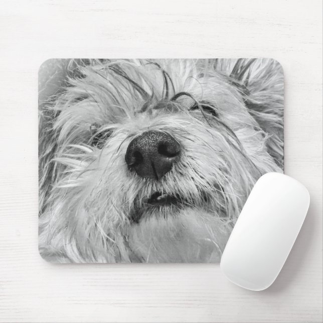 Coton de Tulear hund Musmatta (Med mus)