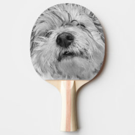 Coton de Tulear hund Pingisracket