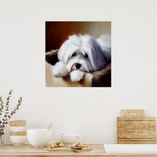Coton de Tulear Hund Poster