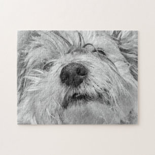 Coton de Tulear hund Pussel