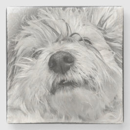 Coton de Tulear hund Stenunderlägg