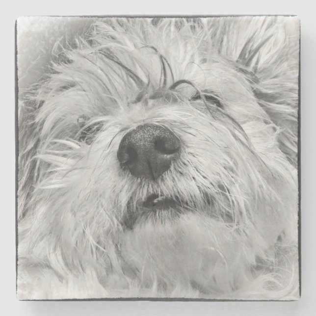 Coton de Tulear hund Stenunderlägg (Framsidan)
