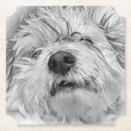 Coton de Tulear hund Underlägg Papper