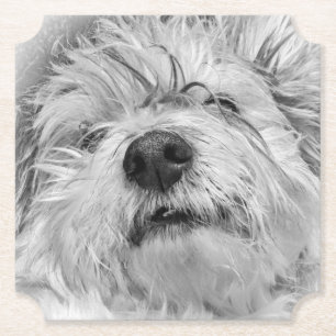 Coton de Tulear hund Underlägg Papper