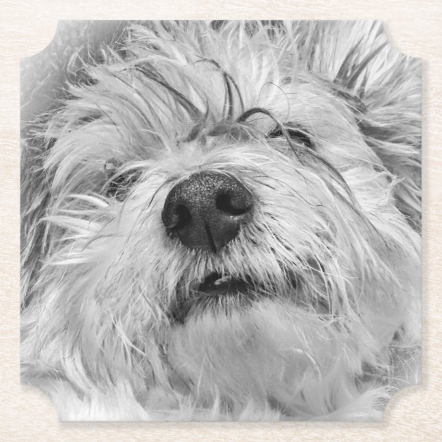 Coton de Tulear hund Underlägg Papper (Framsida)