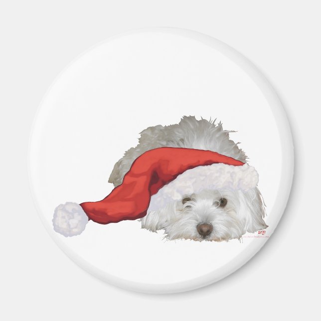 Coton de Tulear - I väntan Magnet (Framsidan)