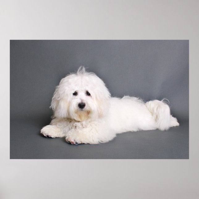 Coton de Tulear - Joci Poster (Framsidan)