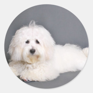 Coton de Tulear - Joci Runt Klistermärke