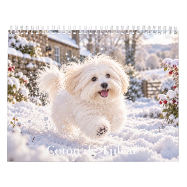 Coton de Tulear-kalender Kalender (Omslag)