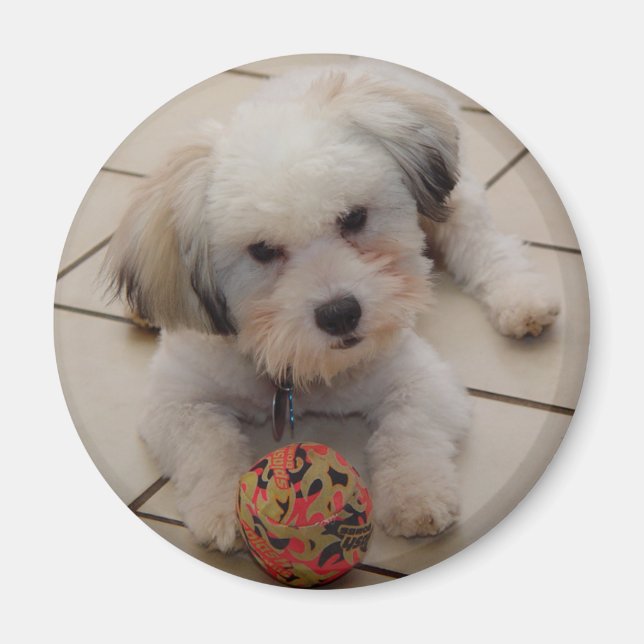 Coton de Tulear Magnet (Framsidan)