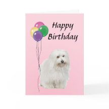 Coton De Tulear med Balloons Grattis på födelsedag