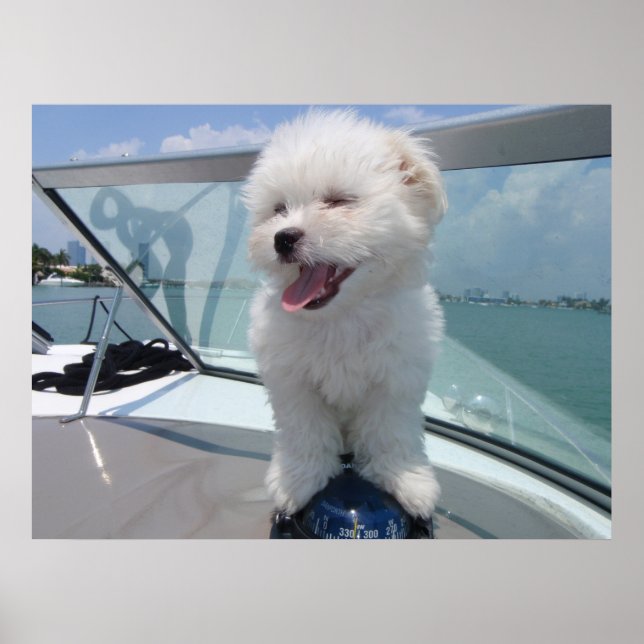 Coton De Tulear Poster (Framsidan)