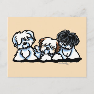 Coton De Tulear Trio Vykort