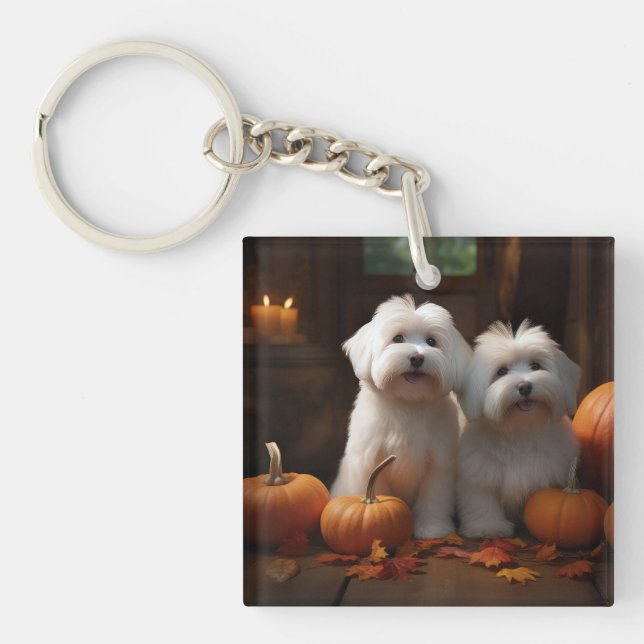 Coton De Tulear Valp Höstglädje Pumpa  (Framsidan)