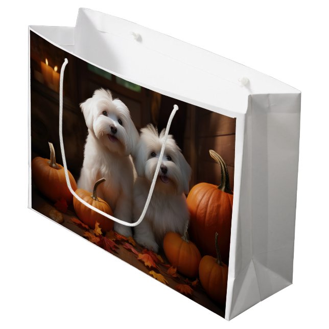 Coton De Tulear Valp Höstglädje Pumpa  (Framsidan Vinklad)