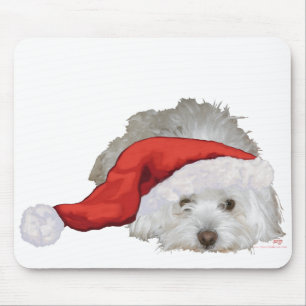 Coton de Tulear - Väntar Musmatta