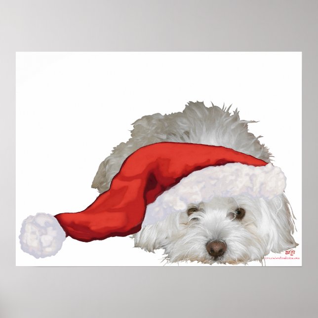 Coton de Tulear - Väntar Poster (Framsidan)