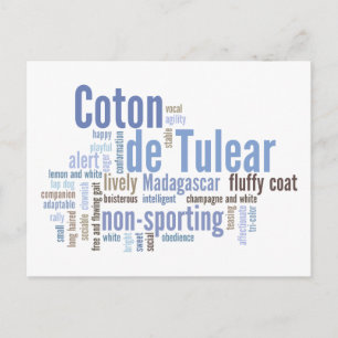 Coton de Tulear Vykort