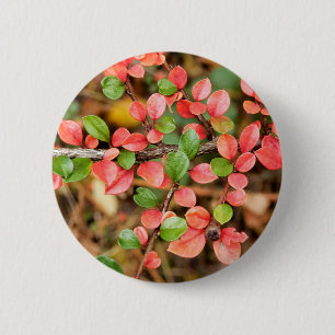Cotonou-aster horizontalis Badge Knapp
