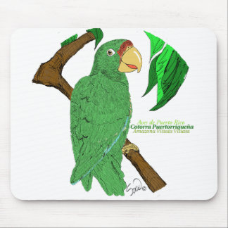 Cotorra Puertorriqueña/Puerto Rican Parrot Musmatta