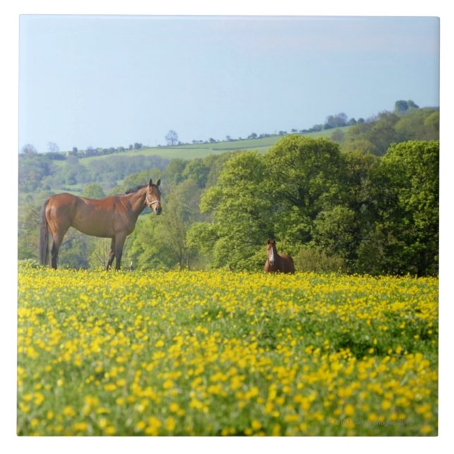 Cotswolds UK Kakelplatta (Framsidan)