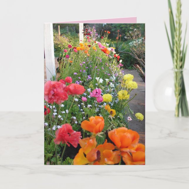 Cottage Garden Smile Rosa Ranunkel Blommig Kort (Framsida)
