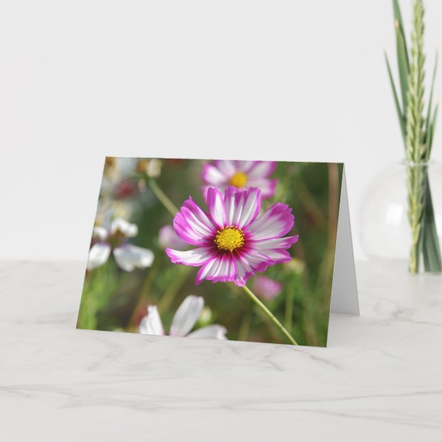 Cottage-trädgård, Rosalinde Kort (Framsida)