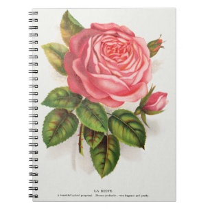 Cottagecore Antik Rosa Ros Blommig Illustration Anteckningsbok
