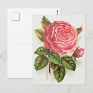 Cottagecore Antik Rosa Ros Blommig Illustration Vykort