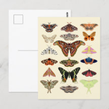 Cottagecore Moths