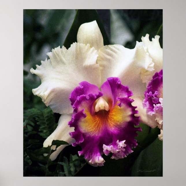Cotton Candy Orchid V-utskrift - 20 x 24 - eller m Poster (Framsidan)