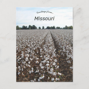 Cotton Fält Harvest Missouri Vykort