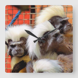 COTTON-TOP TAMARIN MONKEYS FYRKANTIG KLOCKA