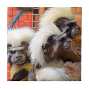 COTTON-TOP TAMARIN MONKEYS KAKELPLATTA