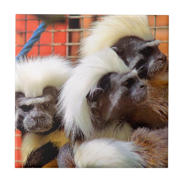 COTTON-TOP TAMARIN MONKEYS KAKELPLATTA (Framsidan)