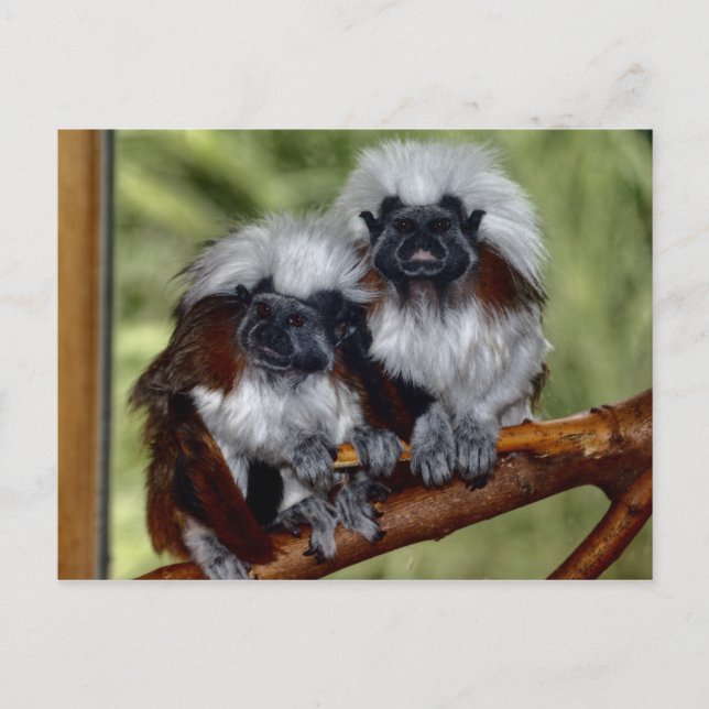 Cotton Top Tamarin Vykort (Framsida)