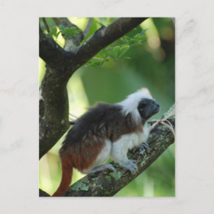 Cotton Topped Tamarin-vykort Vykort