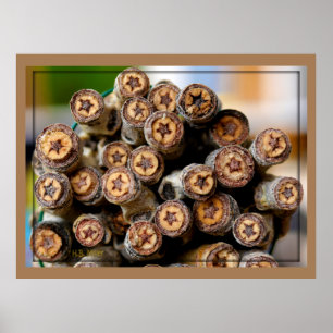 COTTON WOOD STARS TILLSAMMANS MED RIO GRANDE TALIN POSTER