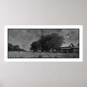 Cottonfield & Barn Poster Skriv ut
