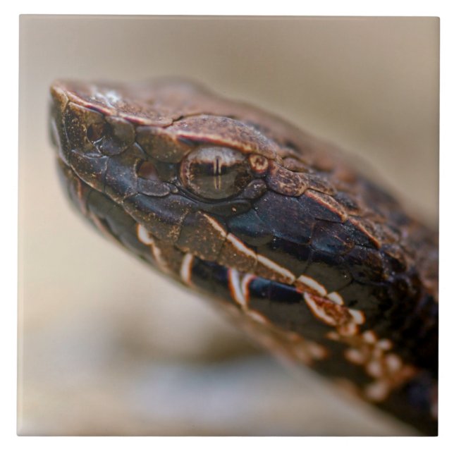 Cottonmouth Closeup Kakelplatta (Framsidan)
