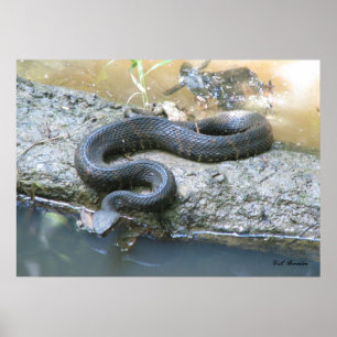 Cottonmouth i Bäck Poster
